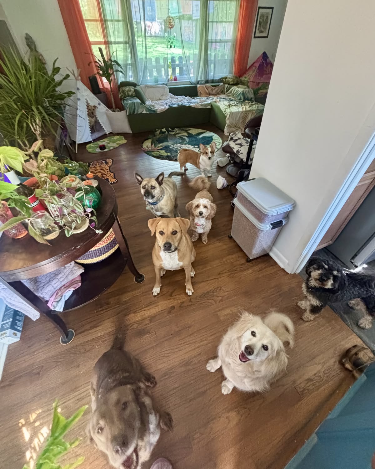 Several dogs gathered in a living room