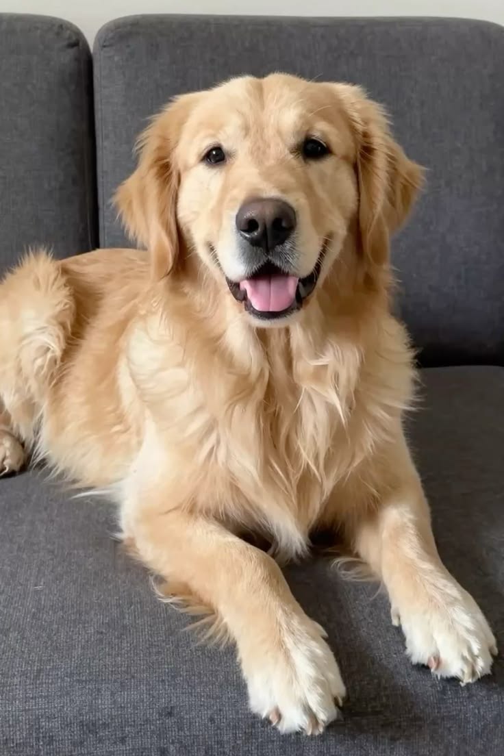 A golden dog relaxing on a sofa