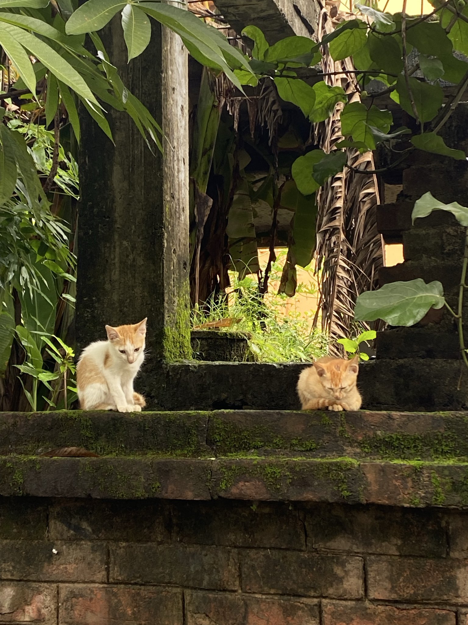 Two ginger kittens sitting in a leafy garden