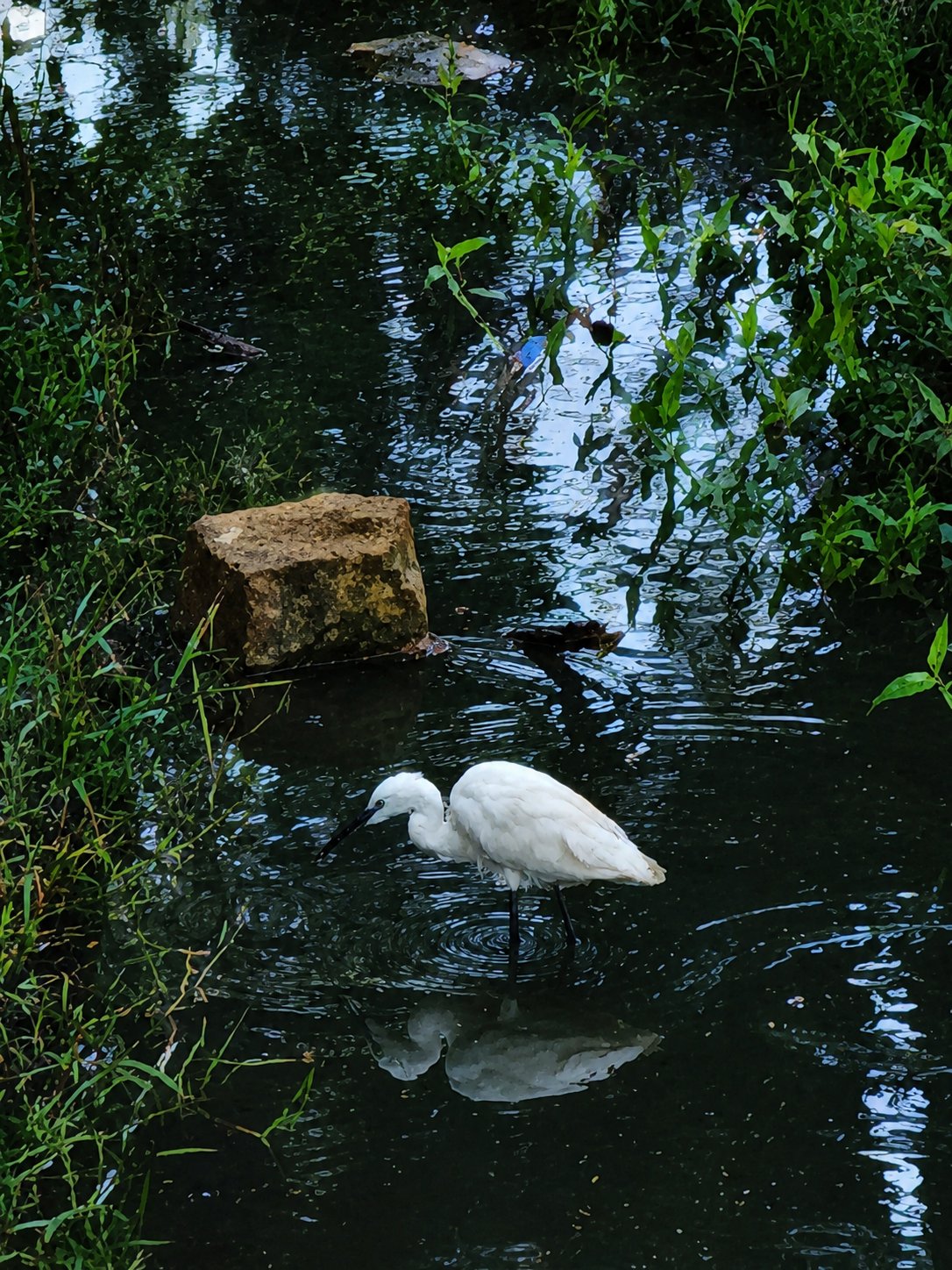 A white egret standing in dark, leafy water