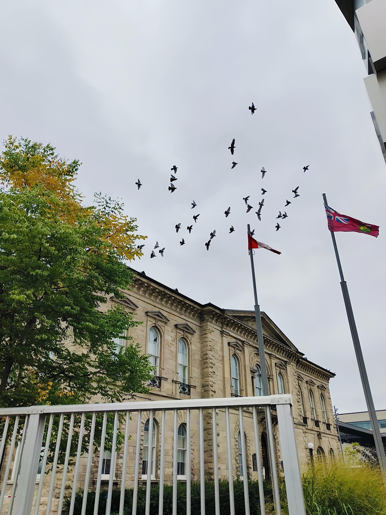 Birds flying above a town building